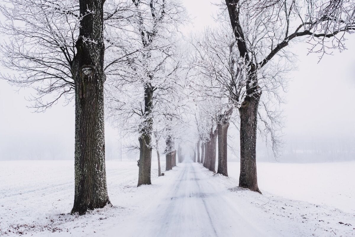 snowy pathway surrounded by bare tree